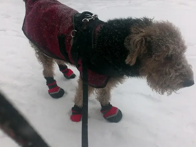 In this image I can see a dog is standing on the snow.