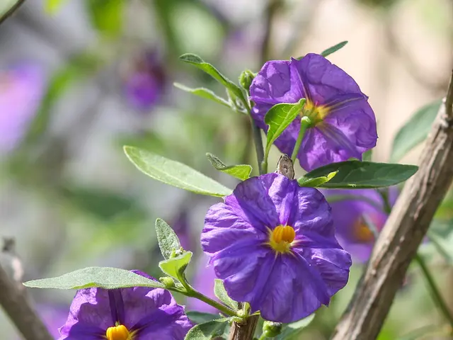 In this image we can see some flowers to the stem.