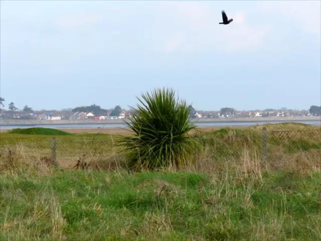 Land is covered with grass. Far there are houses and trees. Here we can see a mesh and plants. Bird...