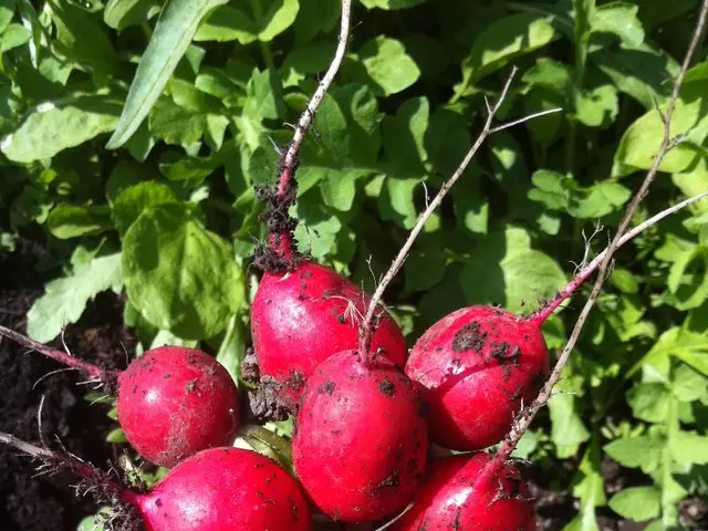 In this image we can see beetroots in the person's hand and plants in the background.