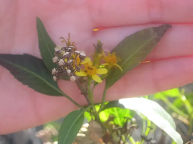 In this picture, we can see a person hand, plant with some buds.