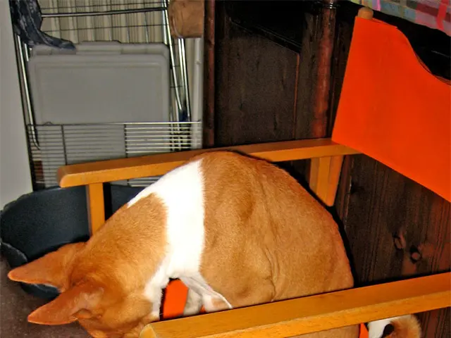 This image is clicked inside the room. It has a chair, three dogs , two of them are black and one...