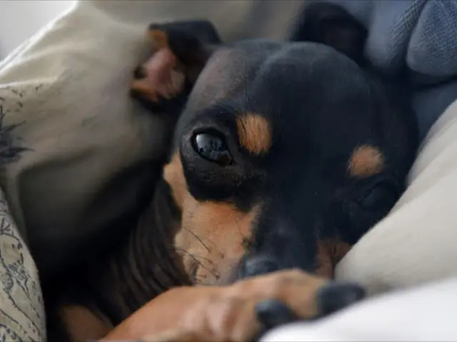 In this image I can see a black and brown colour dog. I can also see few clothes.