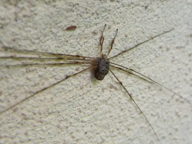 In this picture I can see a spider brown colored on a wall.