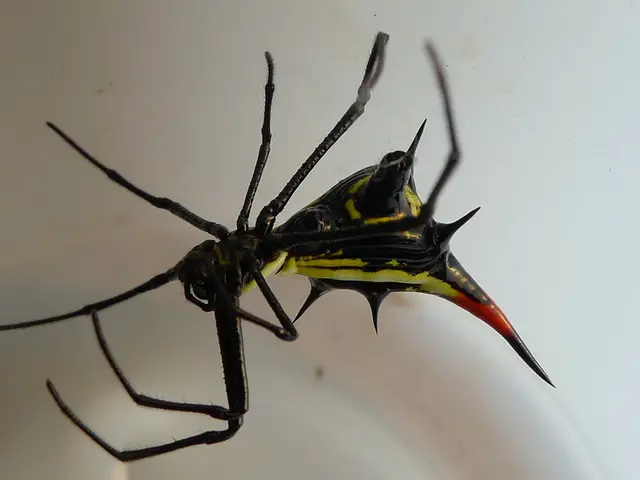 In this picture I can see there is a insect and it has legs and it has a body of black, yellow and...